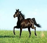Horse.jpg